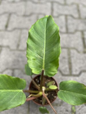 philodendron jungle fever