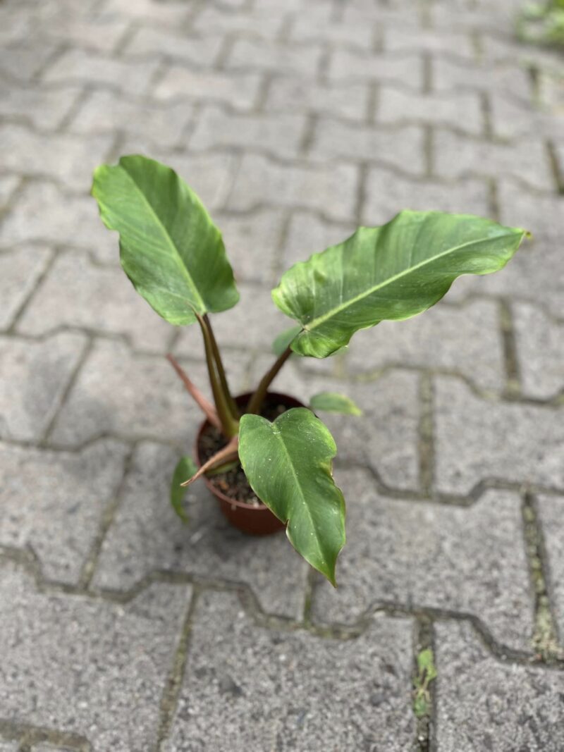 philodendron jungle fever