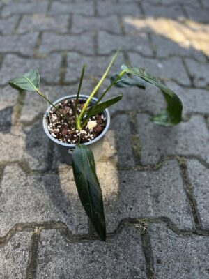 Philodendron Patriciae