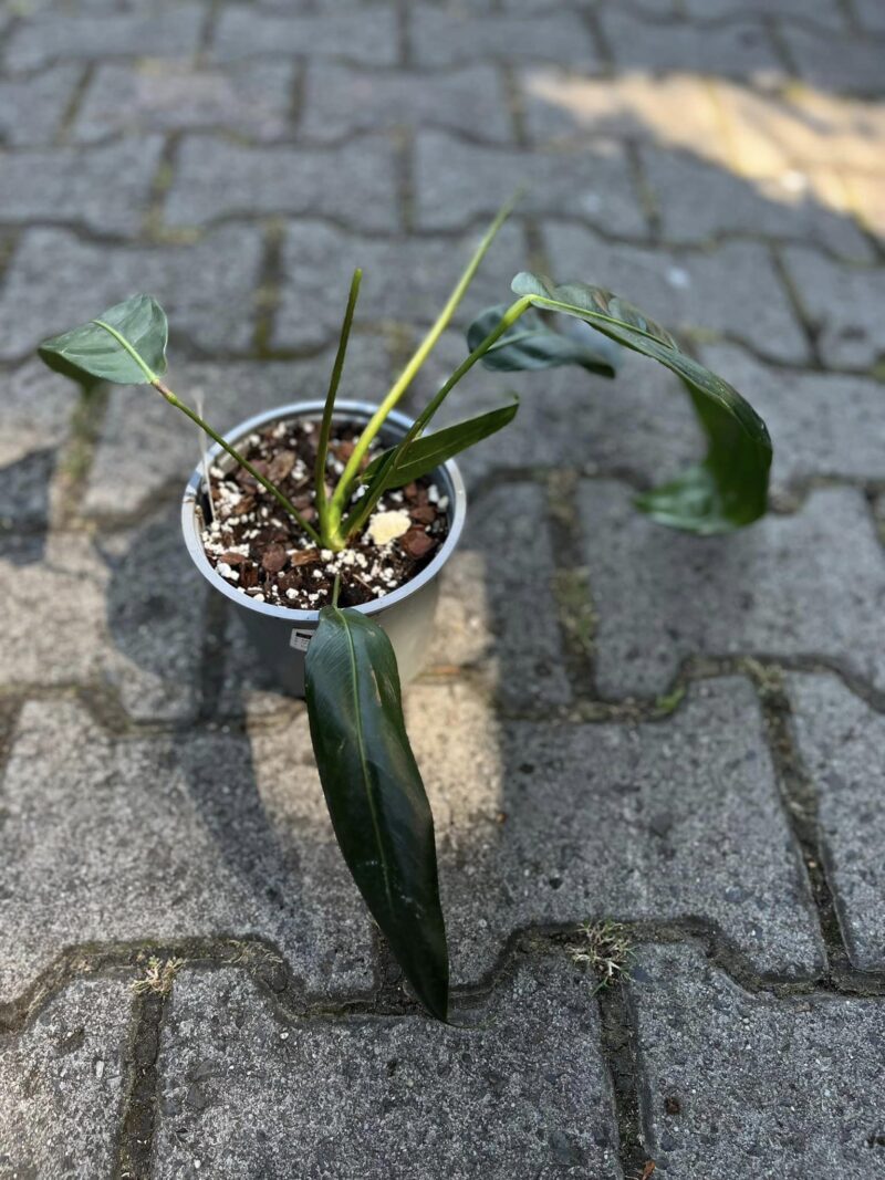 Philodendron Patriciae