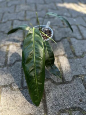 Philodendron Patriciae