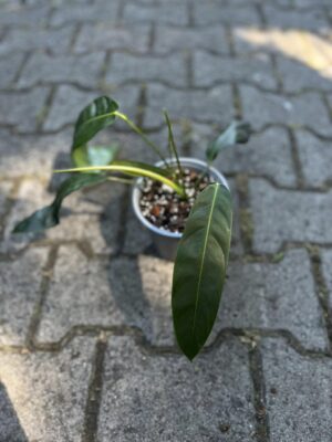 Philodendron Patriciae