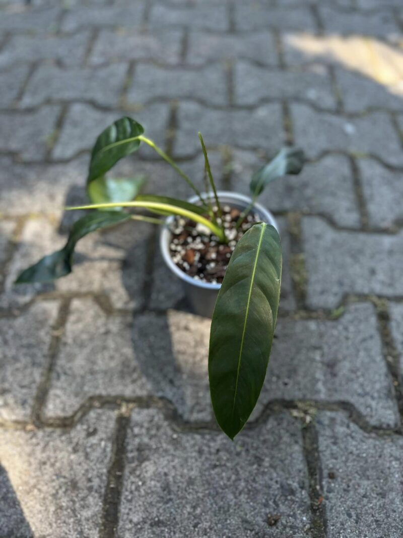 Philodendron Patriciae