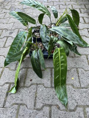 Philodendron Patriciae