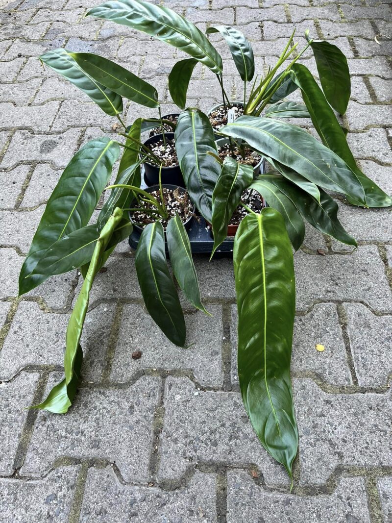Philodendron Patriciae