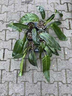 Philodendron Patriciae