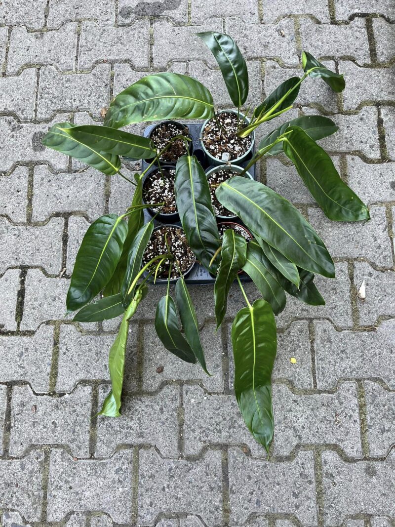 Philodendron Patriciae