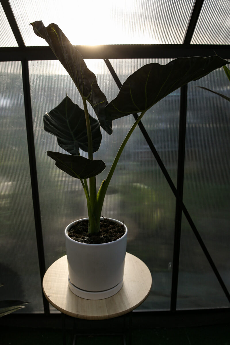 Alocasia Regal Shield