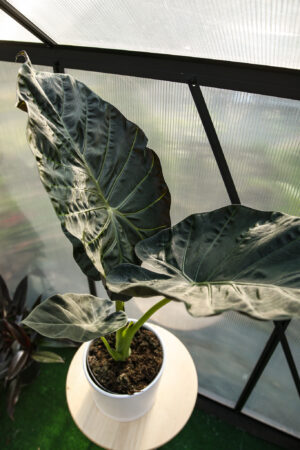 Alocasia Regal Shield