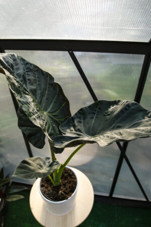 Alocasia Regal Shield
