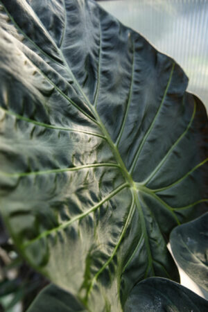 Alocasia Regal Shield