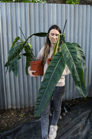 Philodendron Patriciae