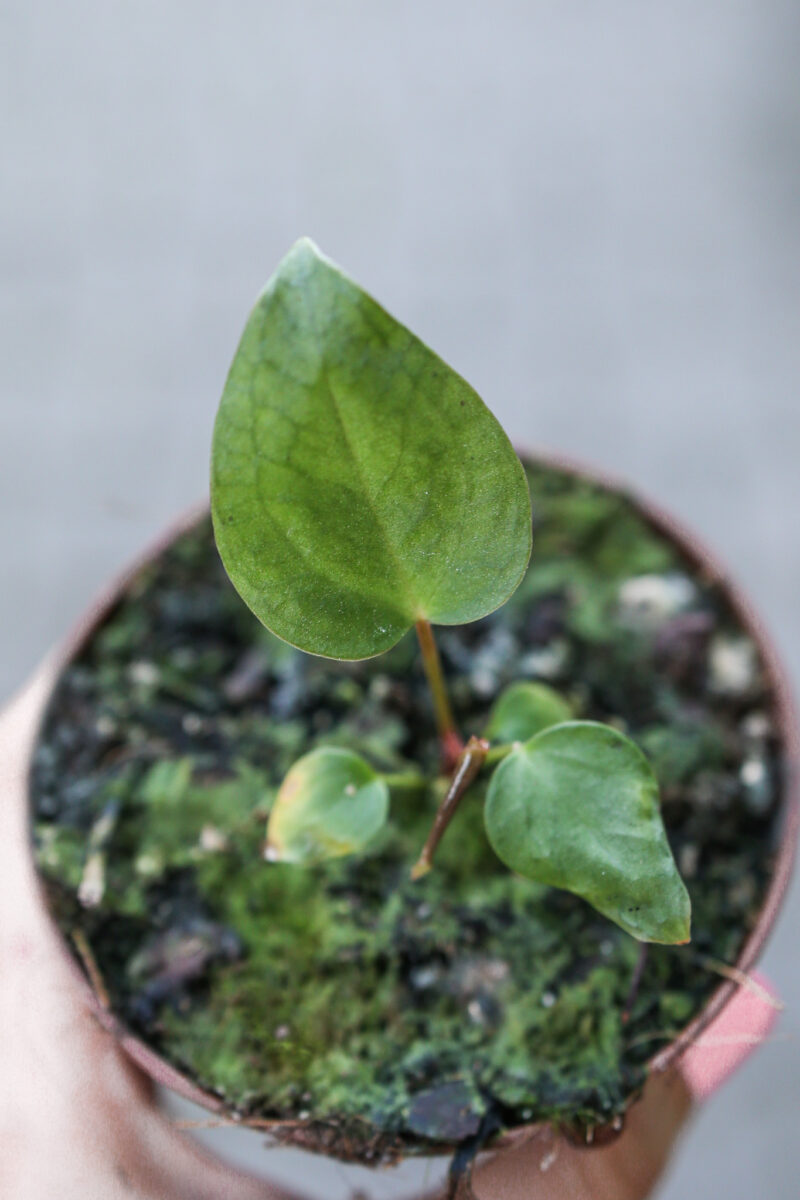 Anthurium Magnificum x Recavum