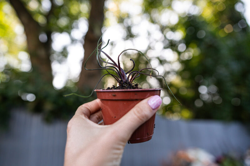 Alocasia Flying Squid