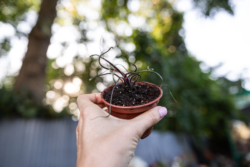 Alocasia Flying Squid
