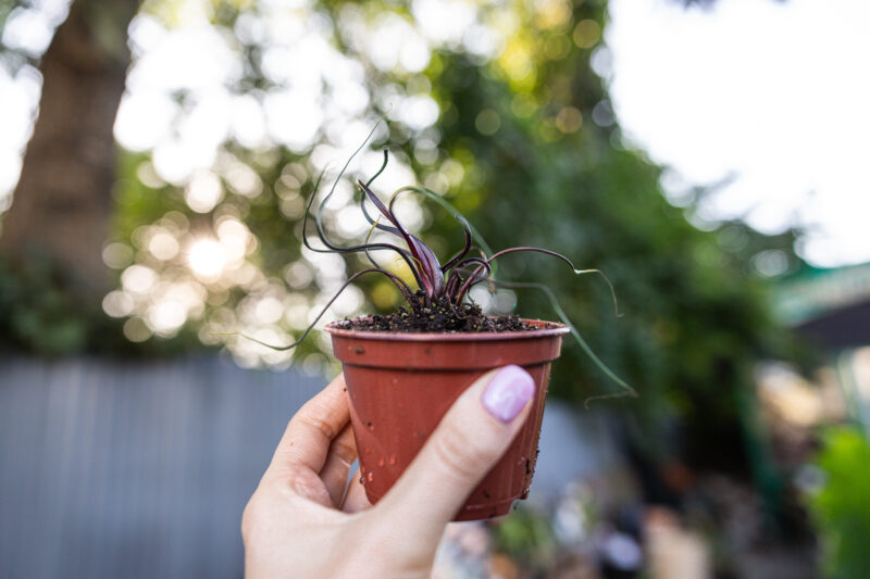Alocasia Flying Squid