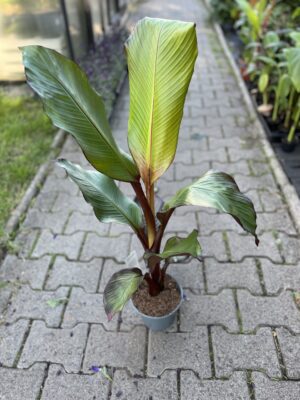 Bananowiec Ensete maurelli (musa maurelli) Abisyński