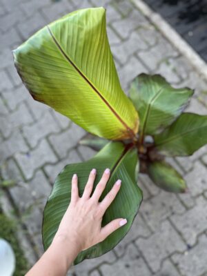 Bananowiec Ensete maurelli (musa maurelli) Abisyński