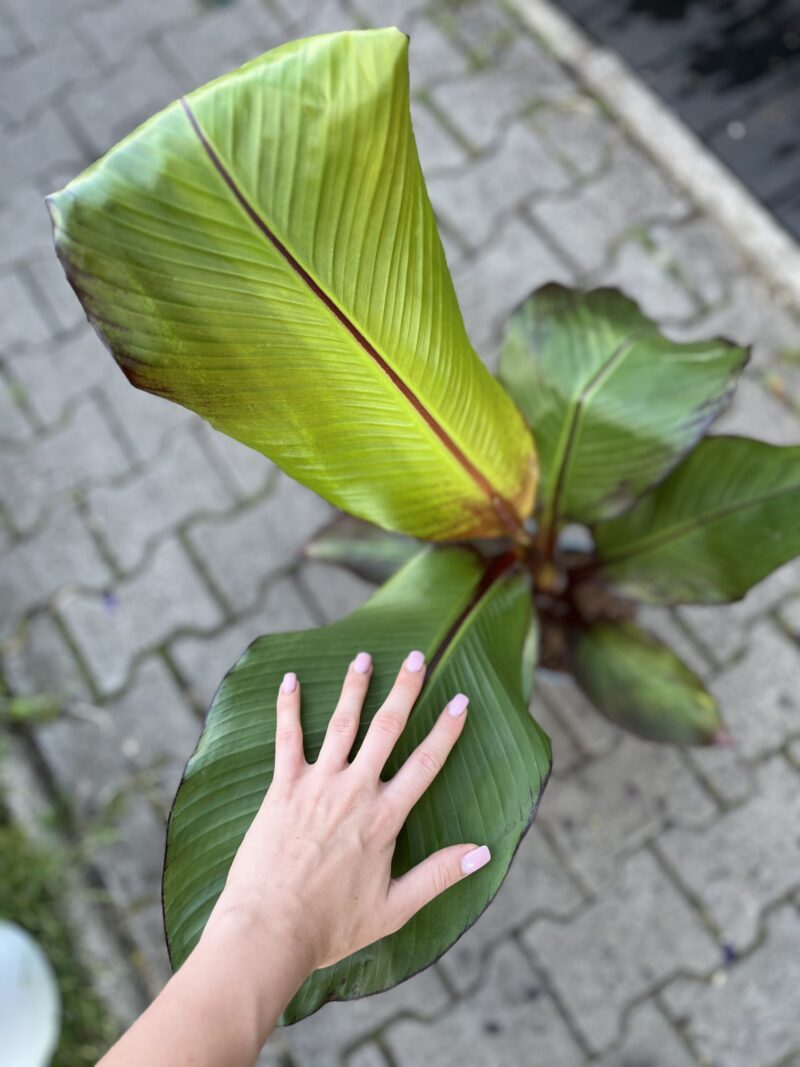 Bananowiec Ensete maurelli (musa maurelli) Abisyński