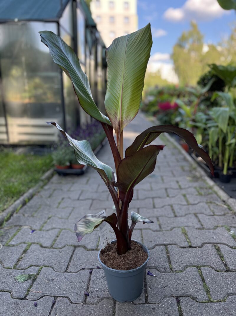 Bananowiec Ensete maurelli (musa maurelli) Abisyński