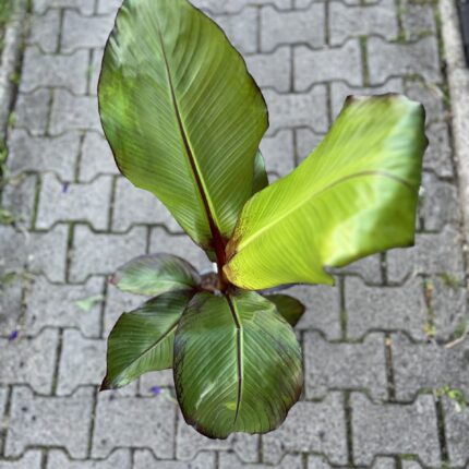 Bananowiec Ensete maurelli (musa maurelli) Abisyński