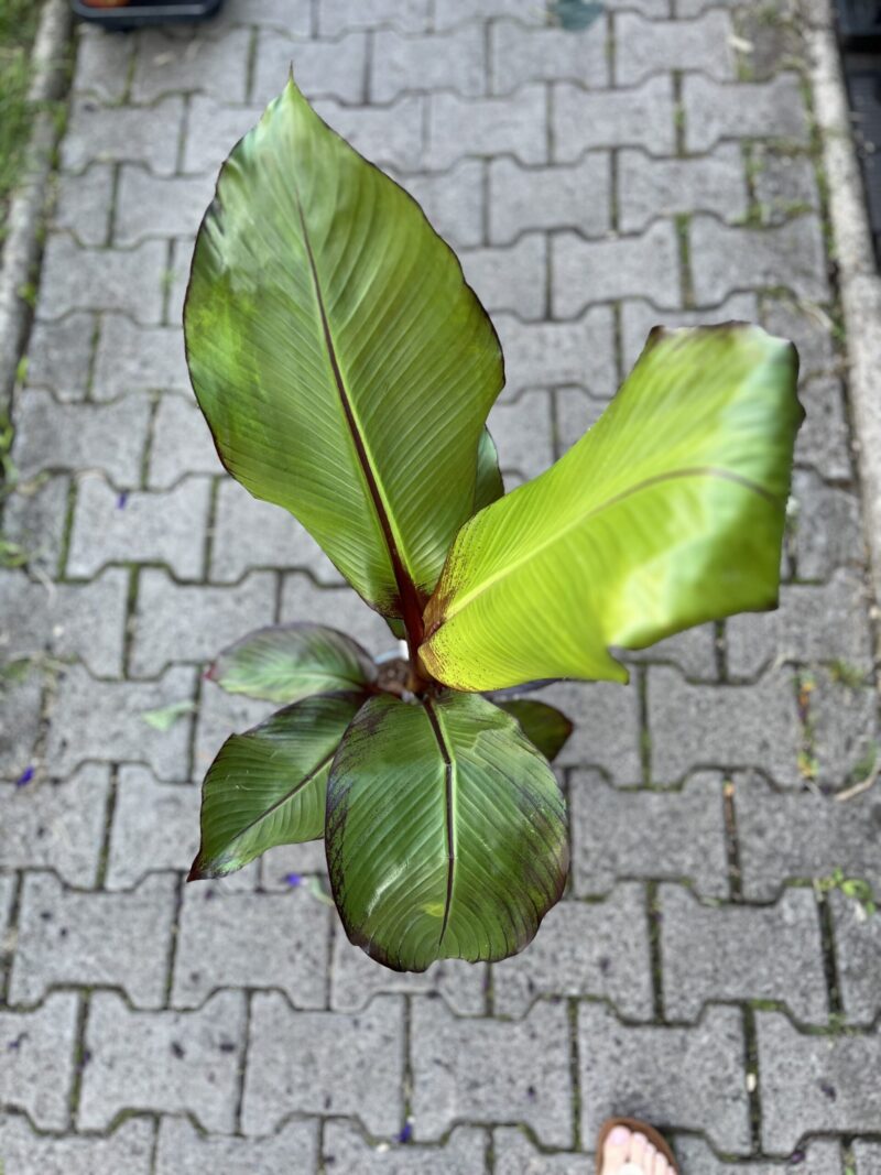 Bananowiec Ensete maurelli (musa maurelli) Abisyński
