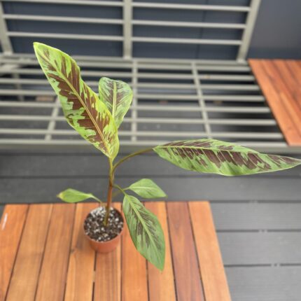 Musa Zebrina Rojo