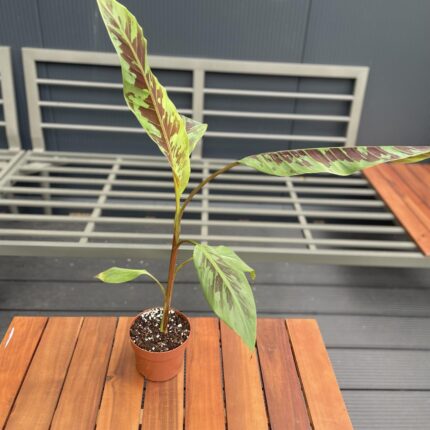Musa Zebrina Rojo