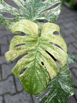 Monstera Deliciosa Mint