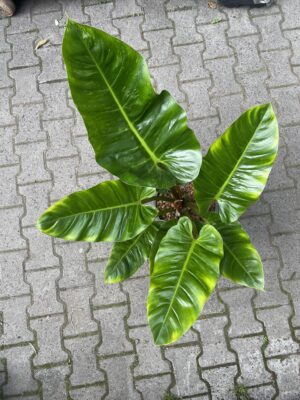 philodendron melinonii