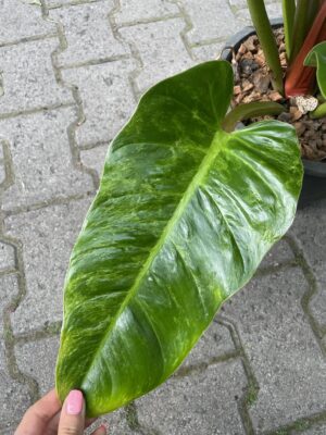 philodendron melinonii