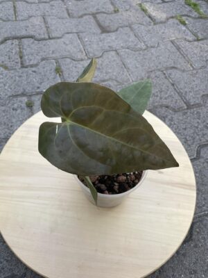 Anthurium Blue Papilaminum