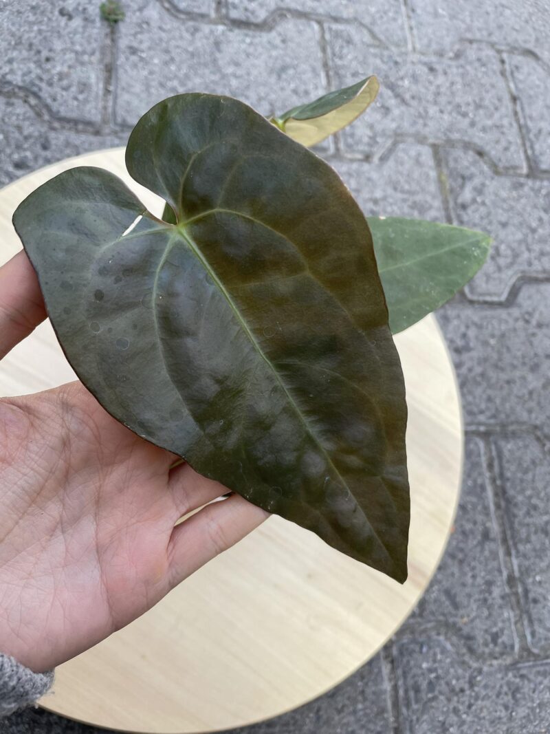 Anthurium Blue Papilaminum