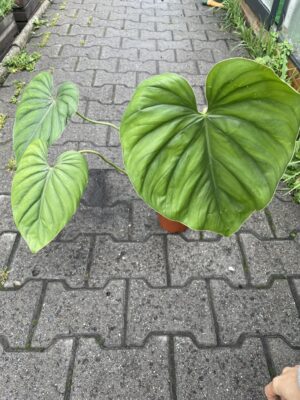 Philodendron SP Colombia