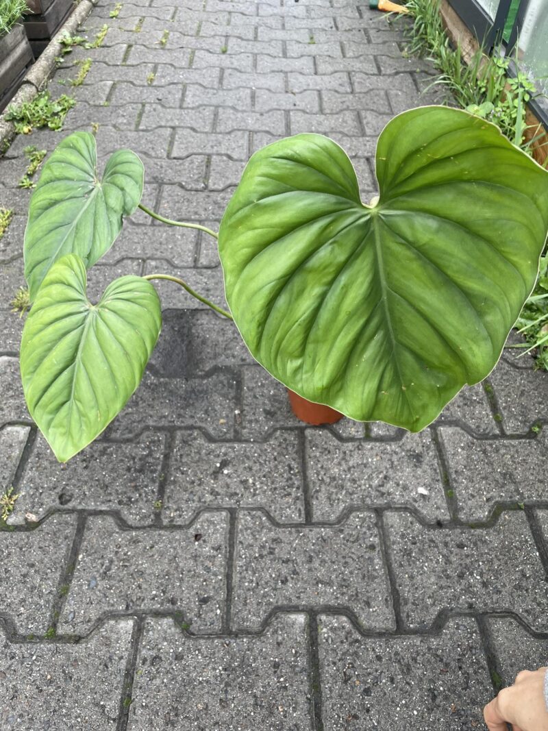 Philodendron SP Colombia