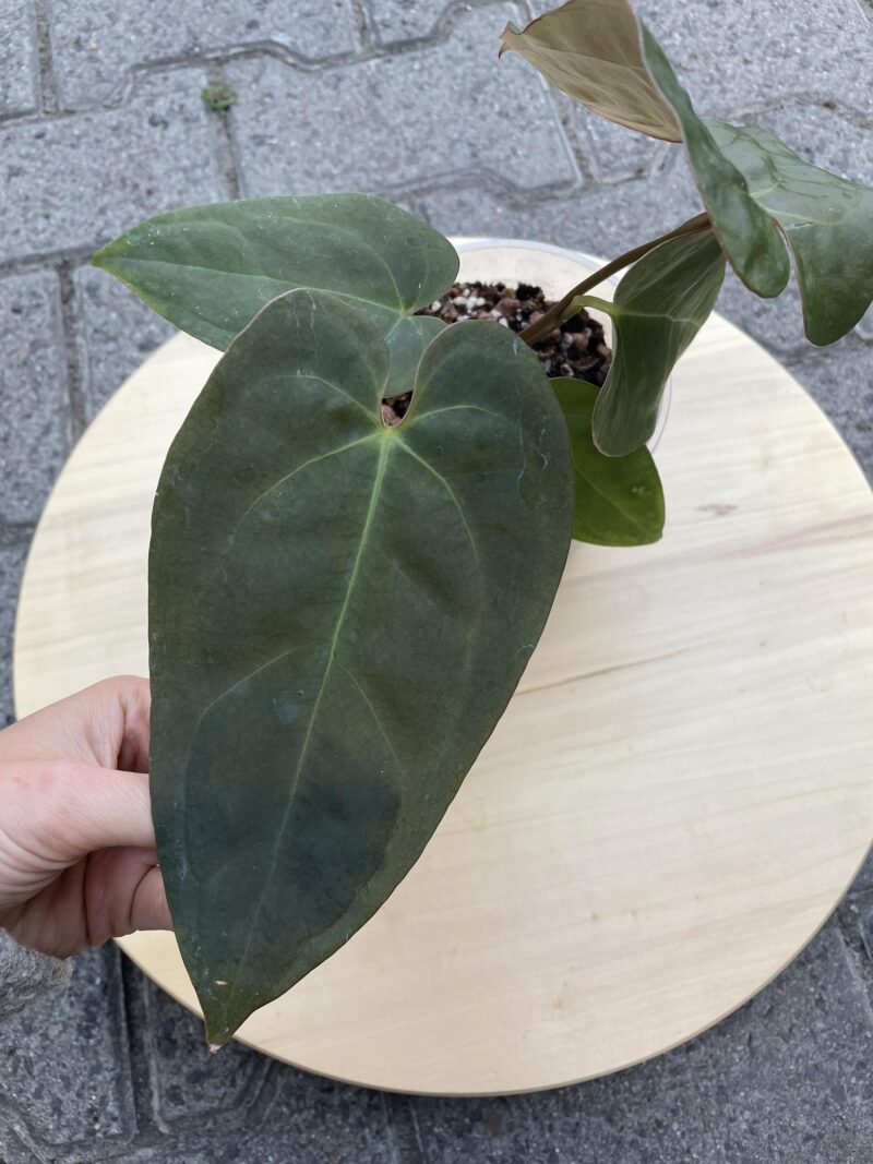 Anthurium Blue Papilaminum