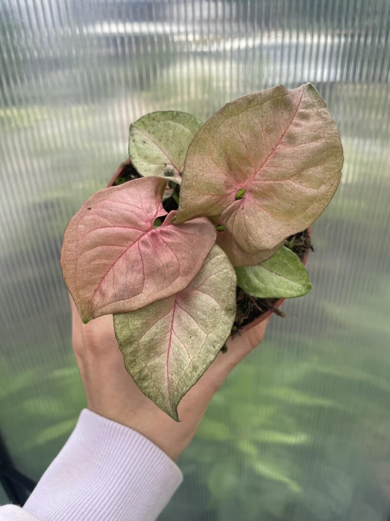 Syngonium Pink Marble