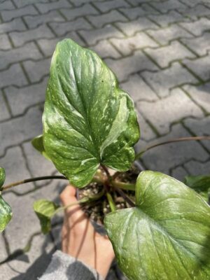 Homalomena Variegata