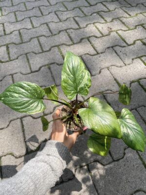 Homalomena Variegata