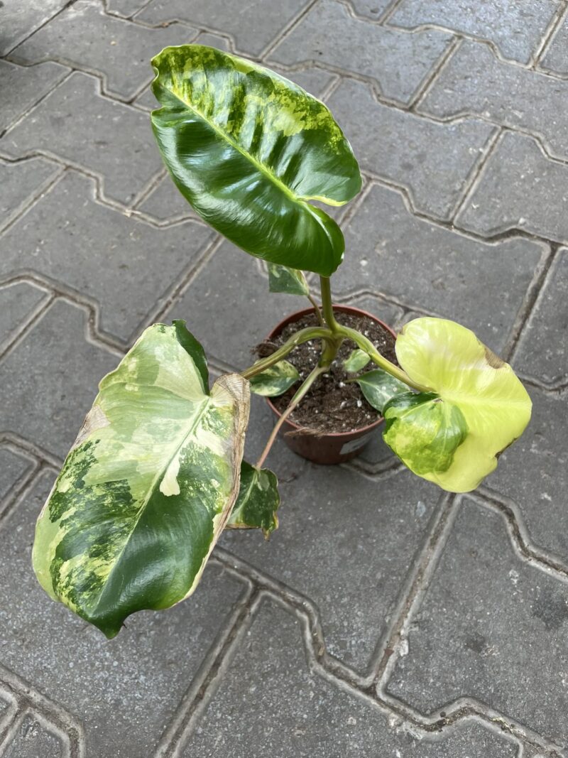 Philodendron Burle Marx Variegata II Kategoria