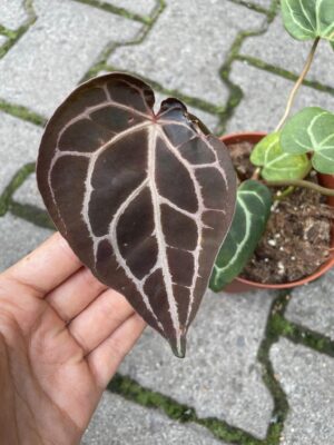 Anthurium Crystalinum X