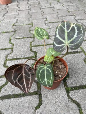 Anthurium Crystalinum X