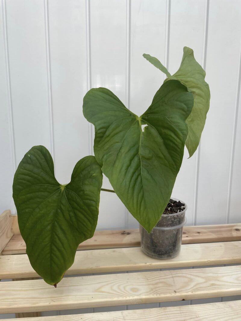 Anthurium Sagittatum