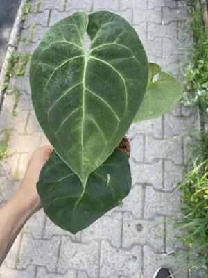 Anthurium Dressleri X