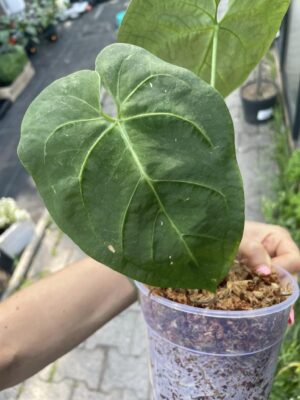 Anthurium Dressleri X