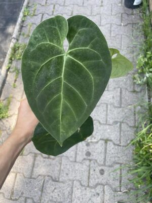 Anthurium Dressleri X