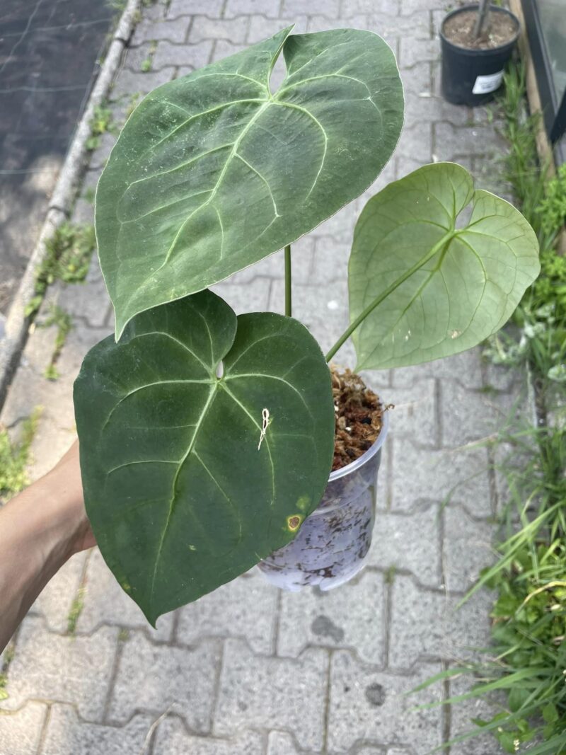 Anthurium Dressleri X