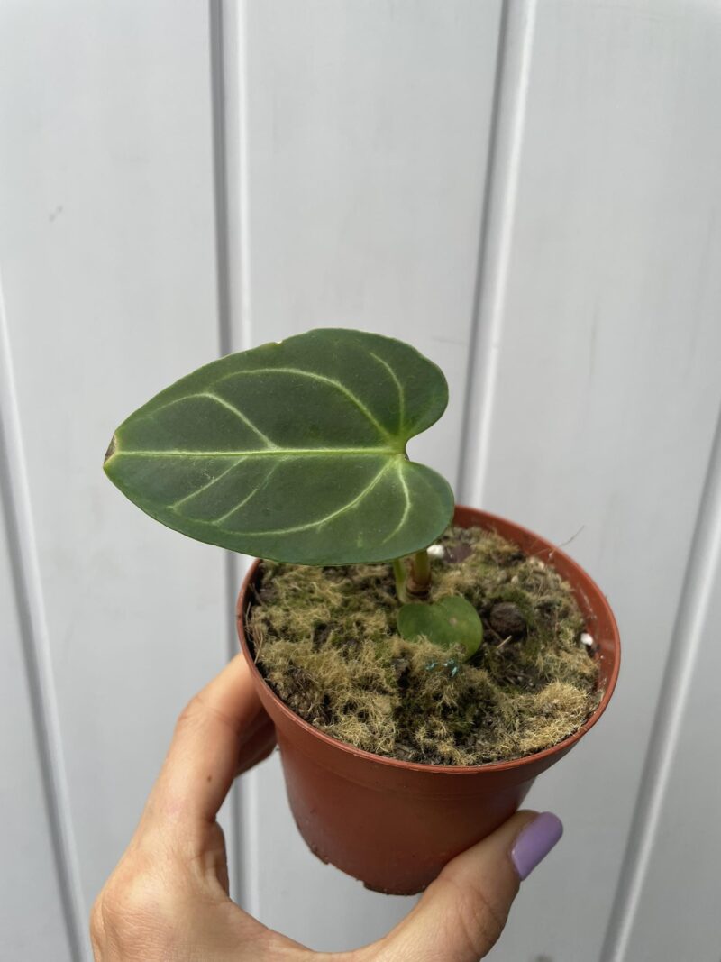 Anthurium Regale II kat