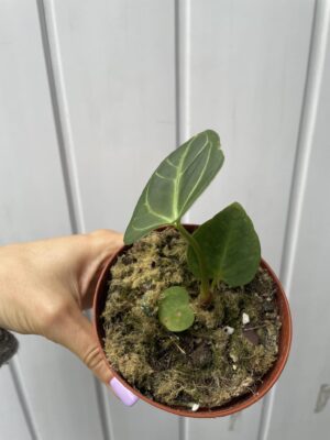 Anthurium Regale II kat