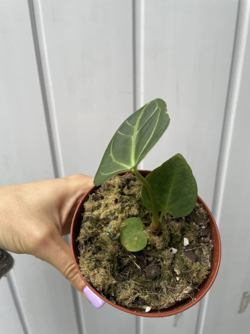 Anthurium Regale II kat